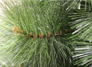 Choinki z dostawą do domu