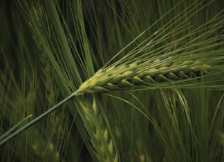 W którym sklepie warto kupować znakomite herbicydy