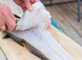 Jaki nóż do filetowania ryb forum? Jaki nóż do filetowania ryb forum?