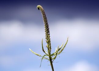Po co są panewki? Po co są panewki?