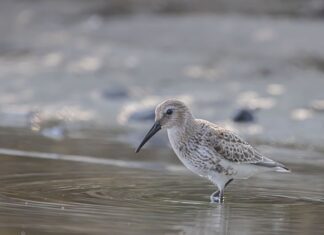 Czym najlepiej czyścić brodzik?