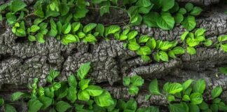 Czy kora z tartaku nadaje się do ogrodu?