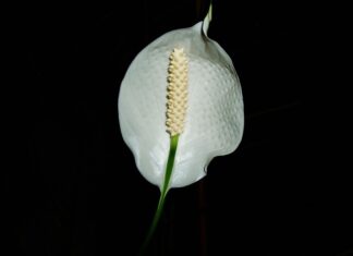 W jakim miejscu powinien stać skrzydłokwiat? W jakim miejscu powinien stać skrzydłokwiat?