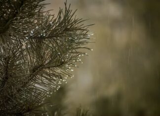 Czy igliwie nadaje się na kompost? Czy igliwie nadaje się na kompost?