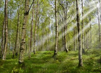 Jakie sztućce dla alergików? Jakie sztućce dla alergików?