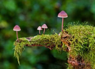 Jaką gąbka florystyczna do sztucznych kwiatów? Jaką gąbka florystyczna do sztucznych kwiatów?