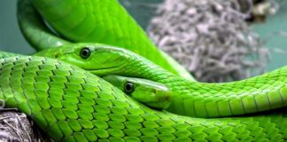 Jak się mierzy średnicę węża ogrodowego?