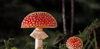 Jak pozbyć się grzyba z okna dachowego?