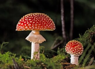 Jak pozbyć się grzyba z okna dachowego?