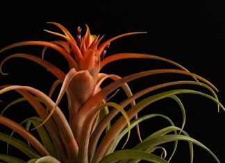 Do czego służy ząbkowane ostrze?