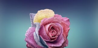 Czym się różni żółty Karcher od białego?