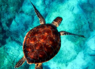 Co to jest powłoka Active Shield? Co to jest powłoka Active Shield?