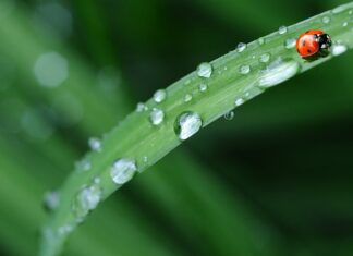 Czy pościel z bawełny się gniecie?