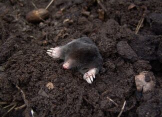 Jak głęboko siedzi kret? Jak głęboko siedzi kret?