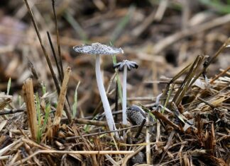 Ile kompostu do ziemi?