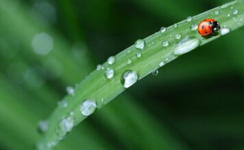 Ile kosztuje pościel z kory?