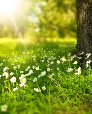 Czy trawa jest dobra na kompost?