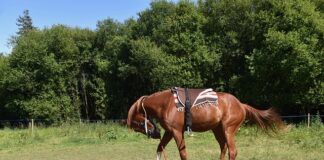 Jak montować Agrotkaninę?