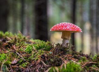 Dlaczego robi się grzyb przy oknie dachowym? Dlaczego robi się grzyb przy oknie dachowym?