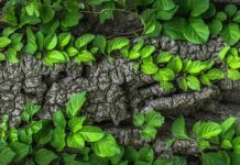 Czy Kora była z Terleckim?