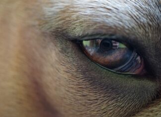 Co to błona zwojowa?