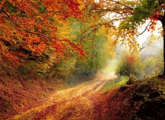 Czym obsadzić ścieżkę do domu? Czym obsadzić ścieżkę do domu?