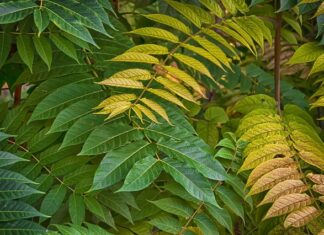 Co zrobić ze ściętymi gałęziami na działce?