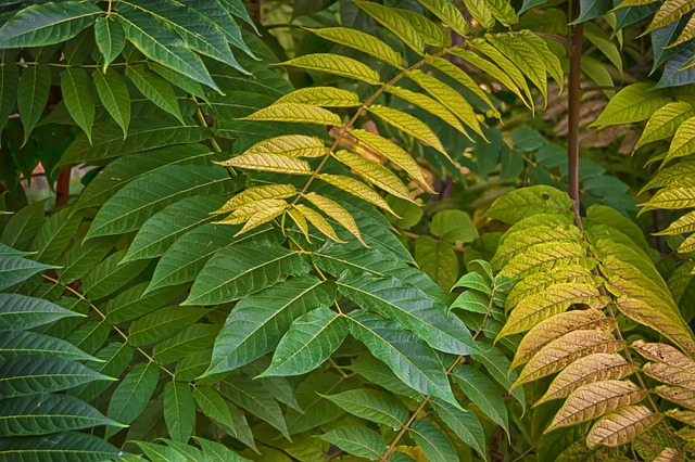 Co zrobić ze ściętymi gałęziami na działce? Co zrobić ze ściętymi gałęziami na działce?