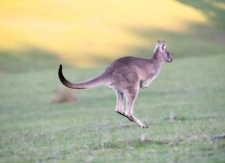 Czy skakanie po dachach jest legalne?