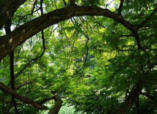 Jakie wkręty do sklejki 18mm? Jakie wkręty do sklejki 18mm?