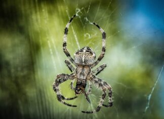 Czy po wymianie krzyżaka trzeba wyważać wał? Czy po wymianie krzyżaka trzeba wyważać wał?