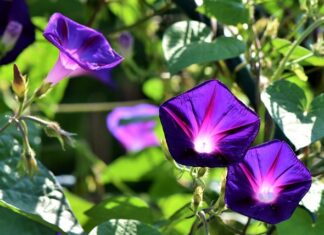 Czy pod kora rosną chwasty?