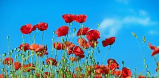 Czego nie lubią chwasty?