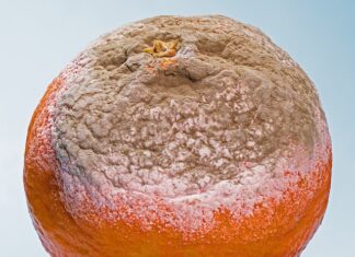 Jak przyspieszyć gnicie w kompostowniku? Jak przyspieszyć gnicie w kompostowniku?