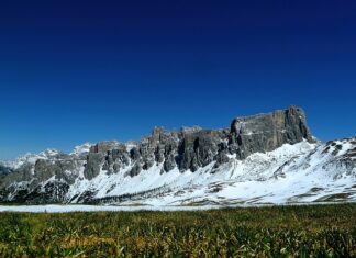 Czy można sypać nawóz na korę?