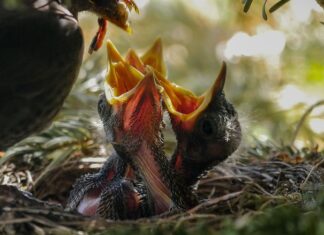 Czego nie lubią dżdżownice?