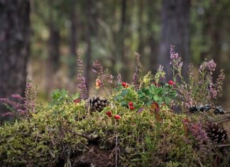 Jakie towarzystwo lubią wrzosy? Jakie towarzystwo lubią wrzosy?