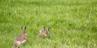 Jak samemu zrobić lampę wisząca?