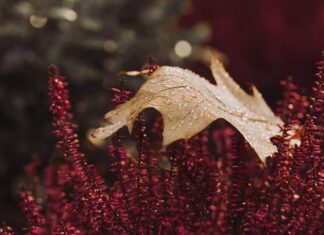 Co oznacza wrzos w domu? Co oznacza wrzos w domu?