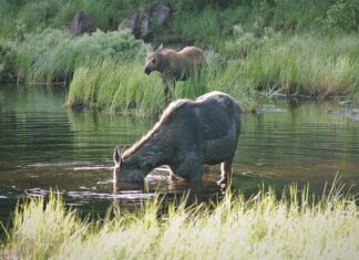Dlaczego słychać popychacze? Dlaczego słychać popychacze?