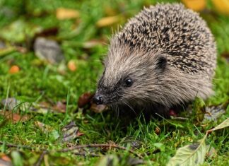 Jak poprawić widzenie zmierzchowe?
