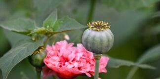 Jaka karta pamięci do Steam Deck?