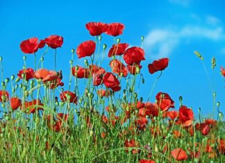 Co zrobić aby nie rosły chwasty?