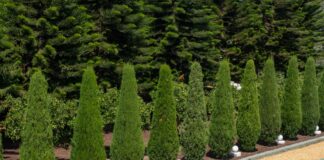 jak położyć agrowłókninę pod tuje